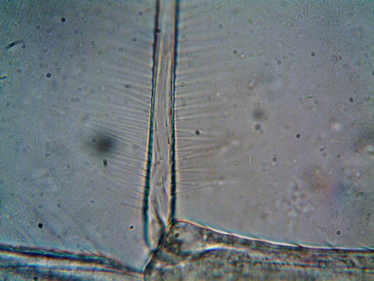 peptídeos mitocondriais